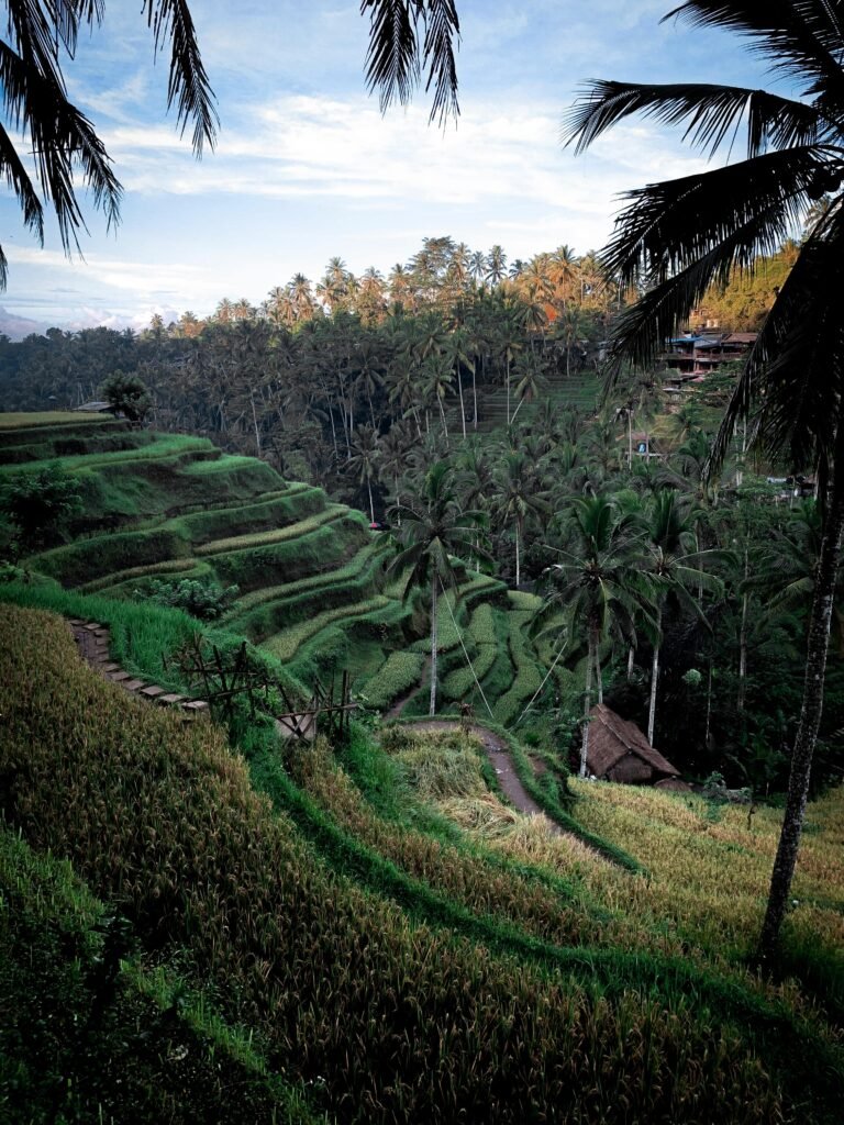 Capture of vibrant rice terraces and coconut trees in Ubud, Indonesia.