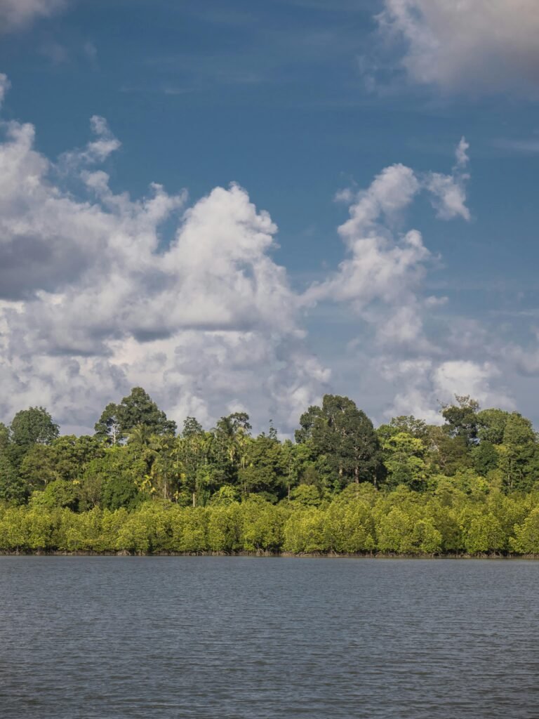Stunning view of a mangrove forest in Port Blair, India against a bright blue sky.